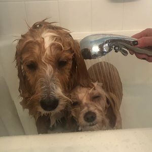 Meet your Posher, Paige